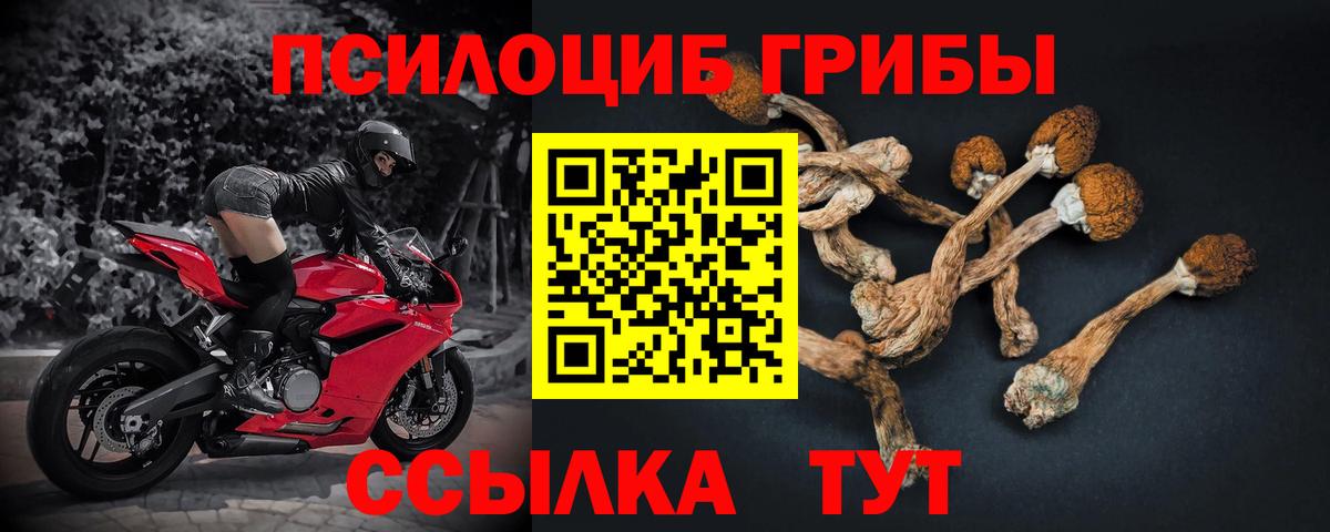 Псилоцибиновые грибы Psilocybe Березники